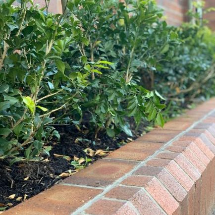 Newcastle Bricklayers Brick retaining wall in Newcastle laid with feature bricks with plants in the garden bed